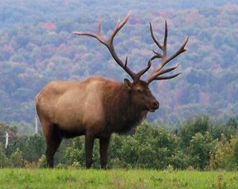 Wisconsin Elk Hunt The Hunt of a Lifetime Ultimate Outdoors Radio