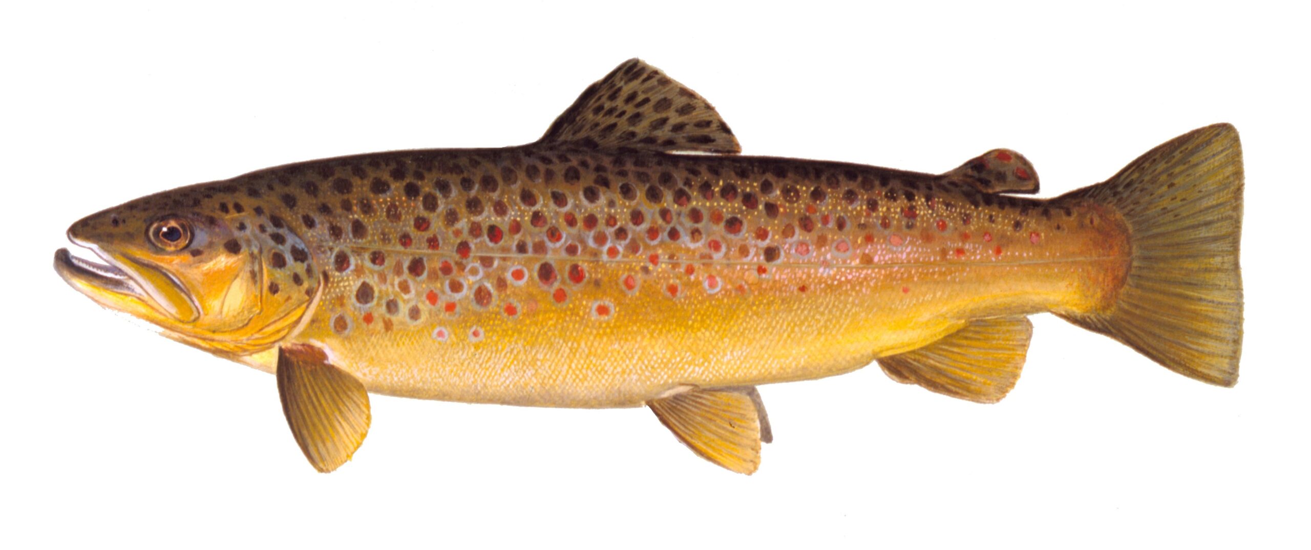 Milwaukee Harbor Brown Trout, Milwaukee Muskie Expo, and Sturgeon